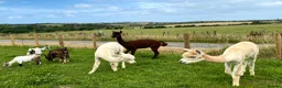 Alpaca livestock for sale: Group of 3 males  - Advert 8