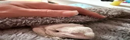 Bearded Dragon reptiles for sale: Zero leatherback bearded dragon and set up in Blaenau Ffestiniog - Advert 3