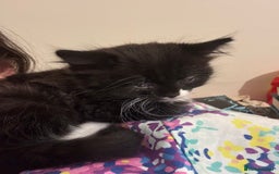 Domestic Shorthair cats for sale: 1 fluffy male kitten - Image 3