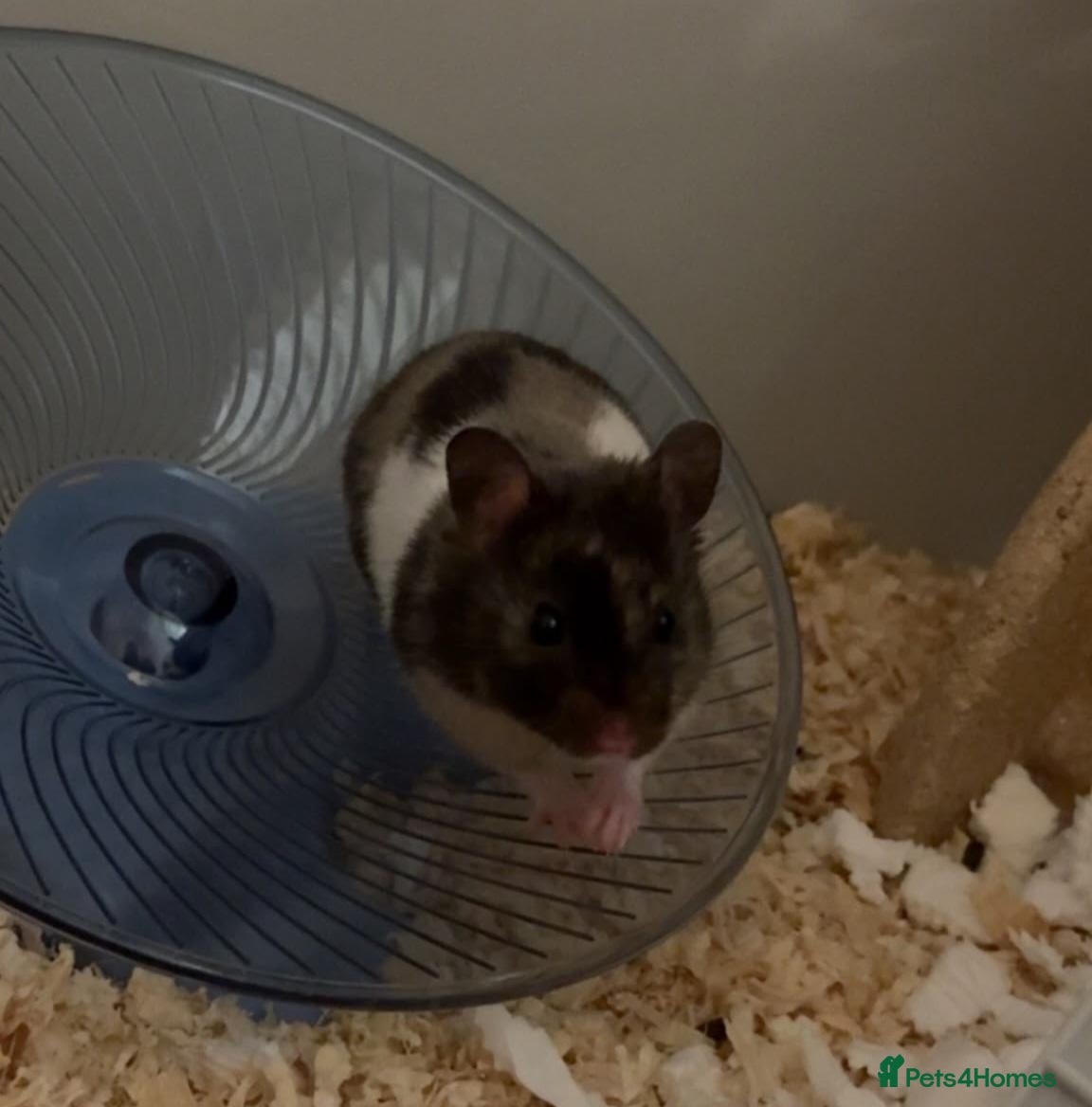 Hamster rodents 8 week old female syrian hamster,   - Advert 5