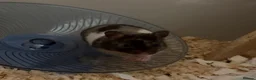 Hamster rodents for sale: 8 week old female syrian hamster,   - Advert 1