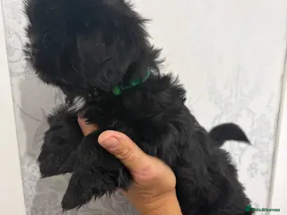 Shih Tzu dogs Shih tzu - Advert 6