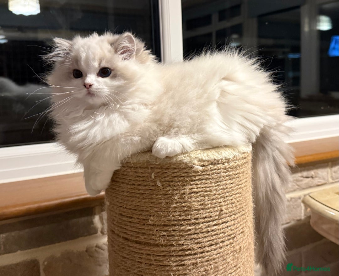 Ragdoll cats for sale: ❤️ Stunning girl ❤️ - Image 11