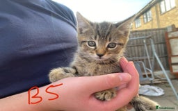 European cats for sale: 5 Adorable Male Kittens Looking for Loving Home - Image 16