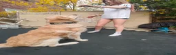 Golden Retriever dogs for sale: Baker - Advert 3