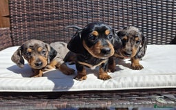 Dachshund dogs for sale: Dachshund puppies 🐶  - Image 1