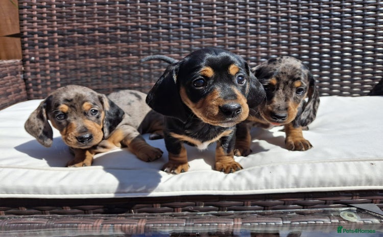 Dachshund dogs - Advert 14