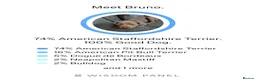 Mixed Breed dogs for sale: Meet Bruno 💗 - Advert 2