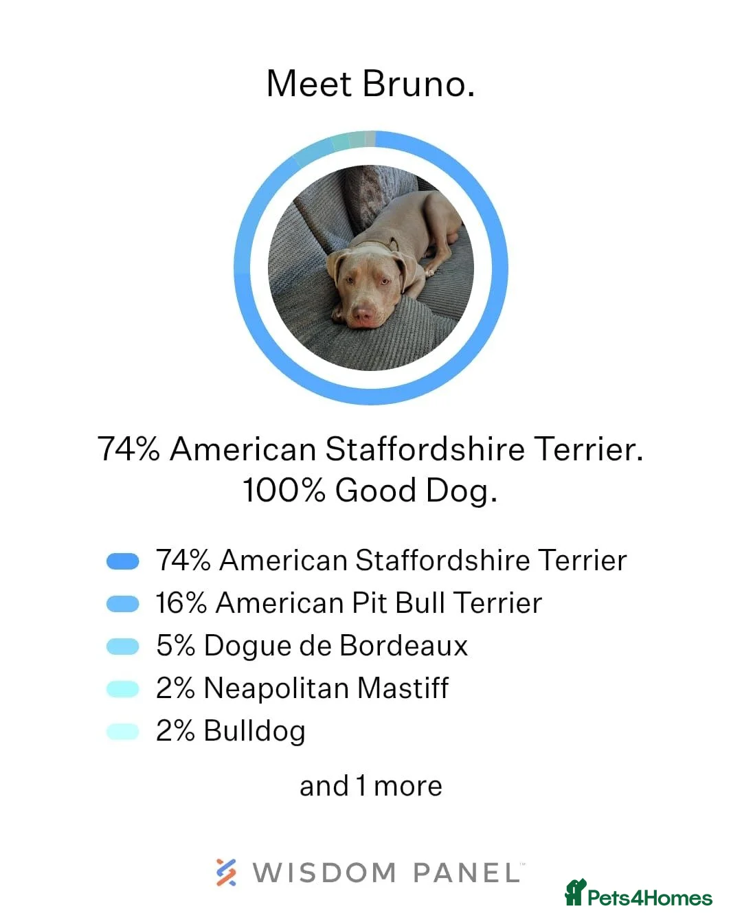 Mixed Breed dogs for sale: Meet Bruno 💗 - Advert 2