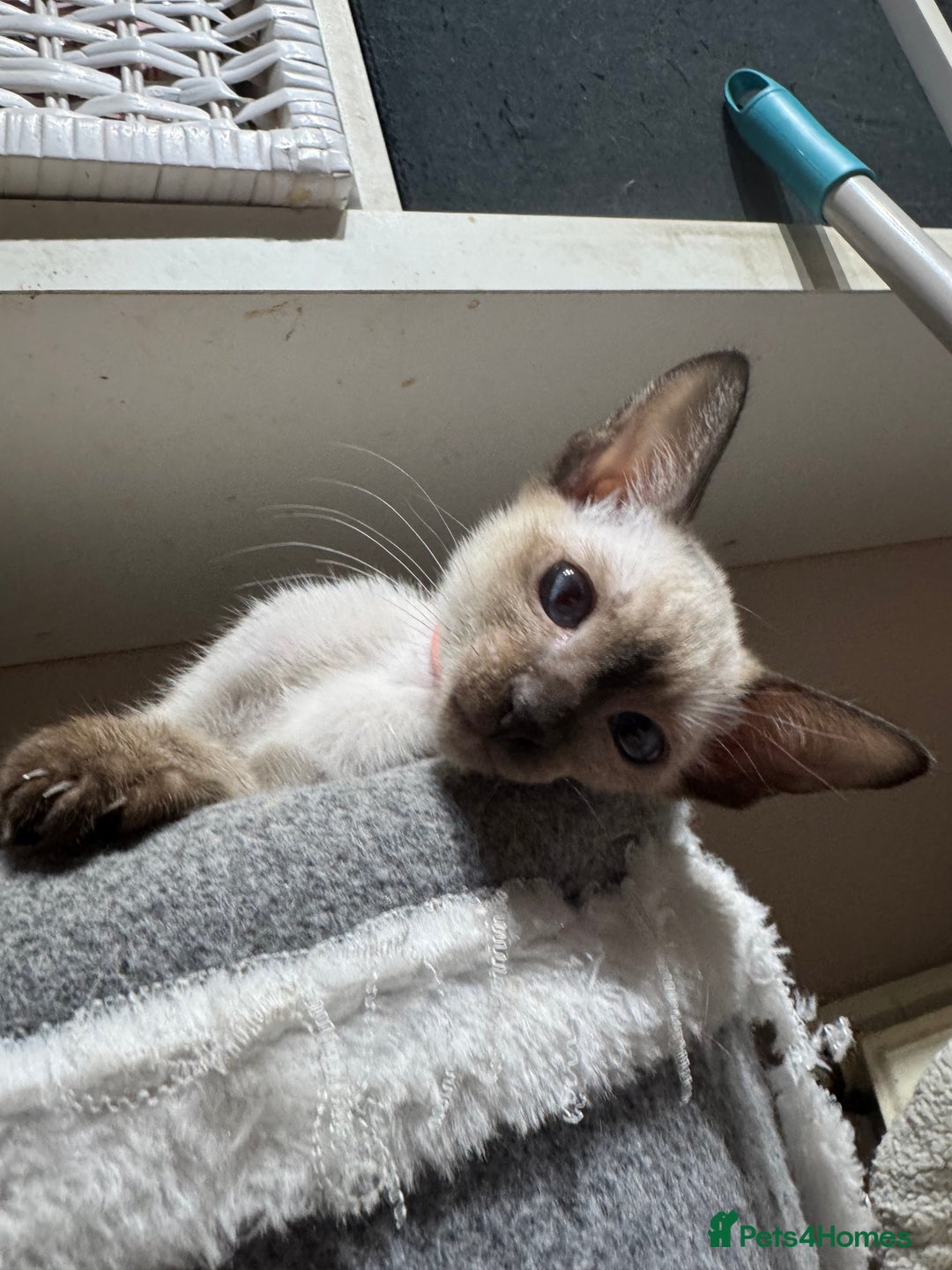 Siamese cats for sale: 3 affectionate Siamese kittens available  - Image 9