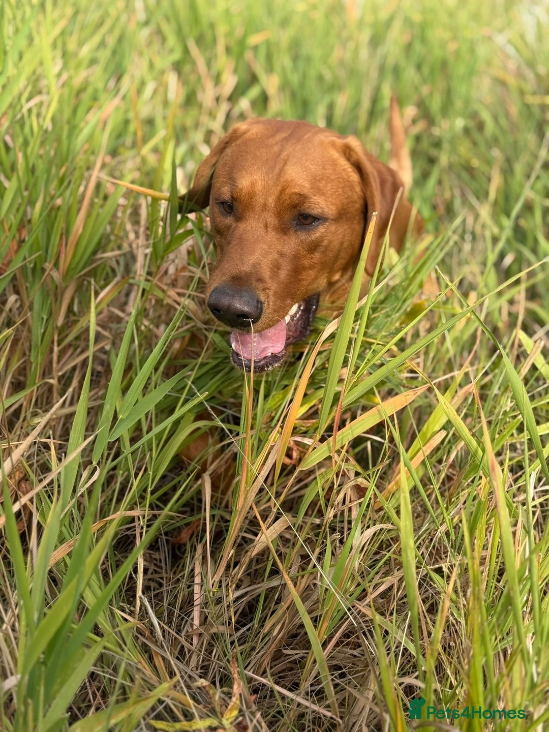Labrador Retriever dogs for stud: 📣 Stud Dog Available – KC Registered Fox Red Lab - Advert 3