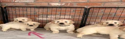 Golden Retriever dogs for sale: Kc registered Fully health tested parents  - Advert 36