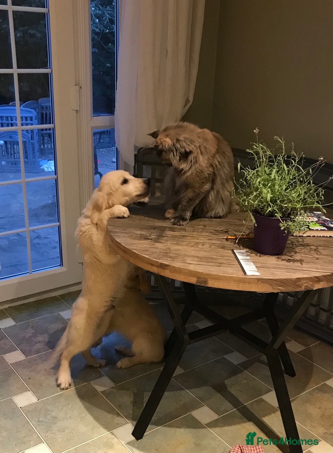 Golden Retriever dogs for sale: Fully vaccinated championline puppies- ready now in London - Image 7