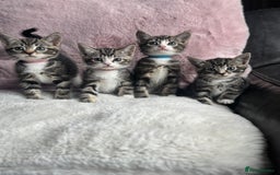 Mixed Breed cats for sale: Kittens  - Image 2