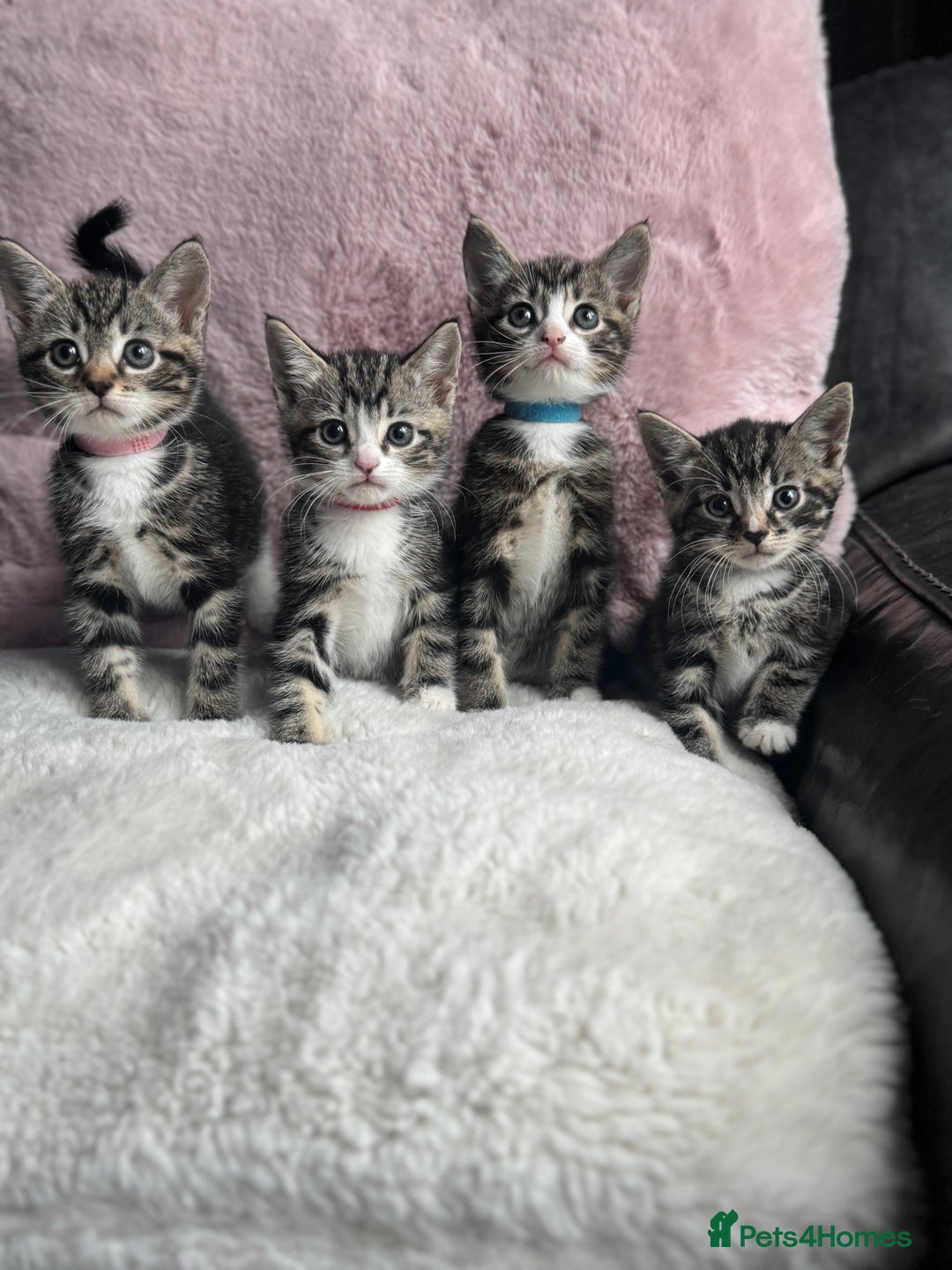 Mixed Breed cats for sale: Kittens  - Image 2