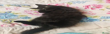 Mixed Breed 3