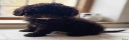 Toy Poodle dogs for sale: Exceptional KC Registered Toy Poodle Puppies - Advert 4