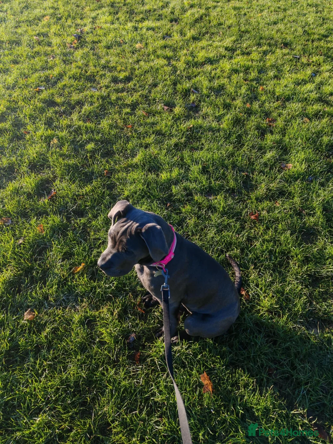 Cane Corso dogs for sale: Cane corso - Advert 10