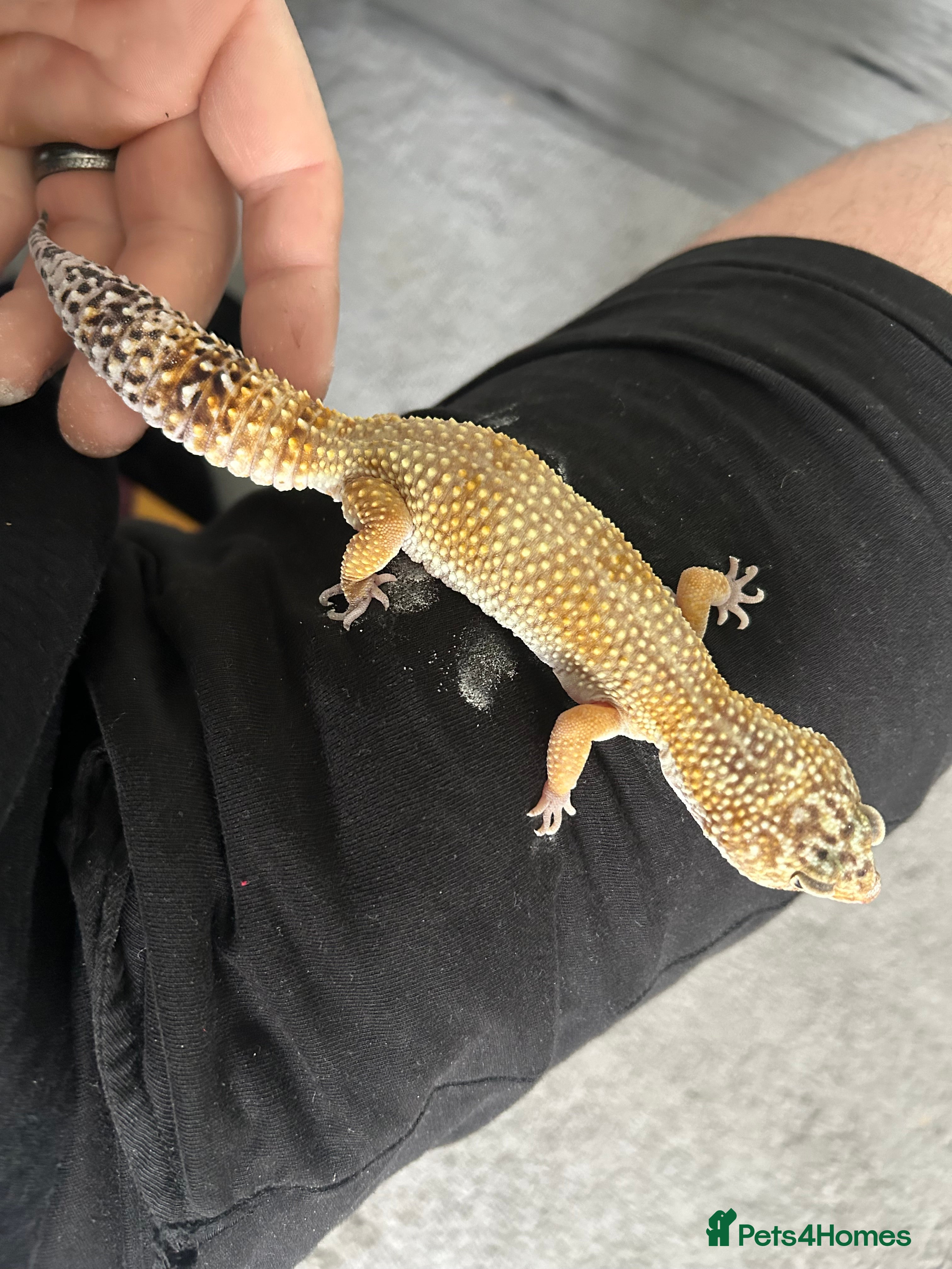 Leopard Gecko reptiles Friendly healthy Leopard Gecko  - Advert 1