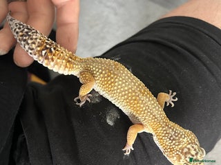 Leopard Gecko reptiles Friendly healthy Leopard Gecko - Advert 1