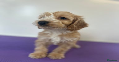 Cockapoo dogs - Advert 11
