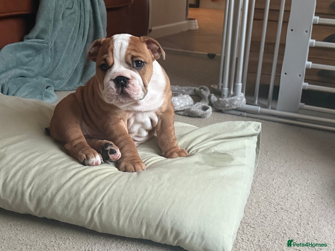 English Bulldog dogs for sale: 2 Beautiful Red & White English Bulldogs - Image 32