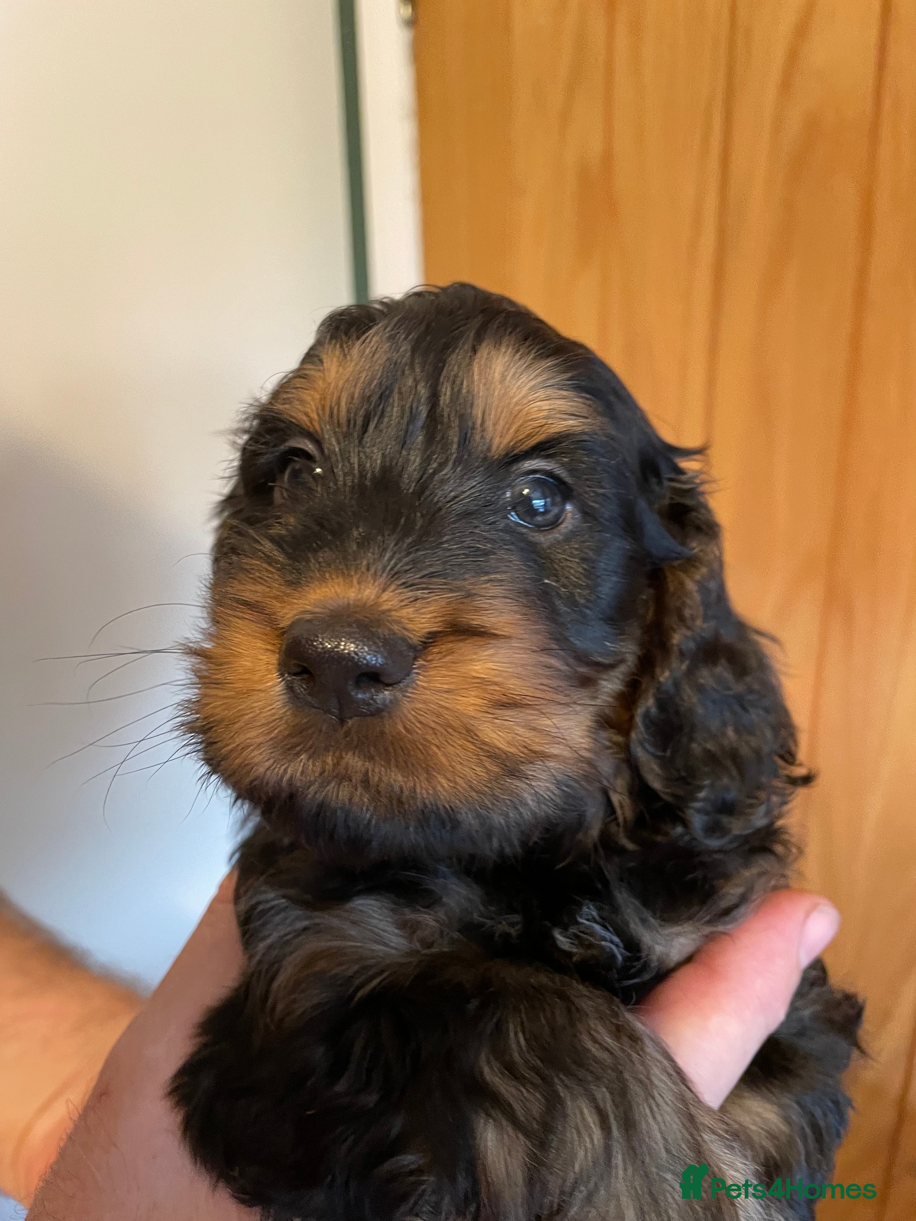 Cockapoo dogs Cockapoo Pups  F1b - Advert 5