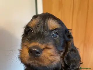 Cockapoo dogs Cockapoo Pups F1b - Advert 5