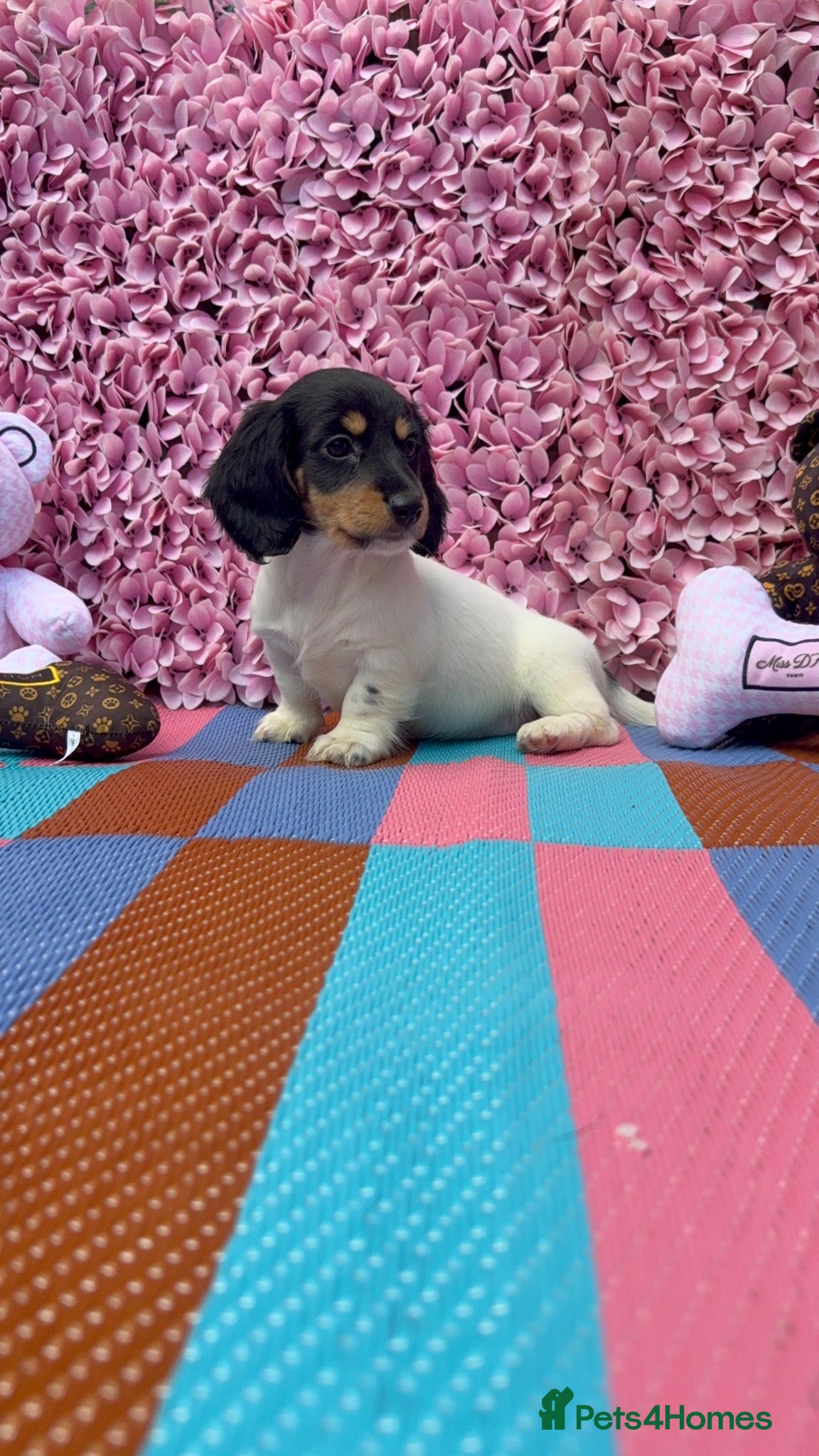 Miniature Dachshund dogs Miniature Daschund  - Advert 2