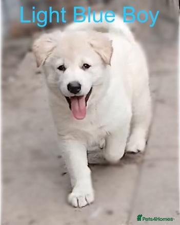 German Shepherd dogs *READY NOW!* German Shepherd Pups - Advert 4