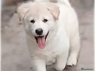 German Shepherd dogs *READY NOW!* German Shepherd Pups - Advert 4