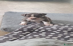 Dorset Olde Tyme Bulldogge dogs for sale: Olde tyme English bulldogs - Image 1