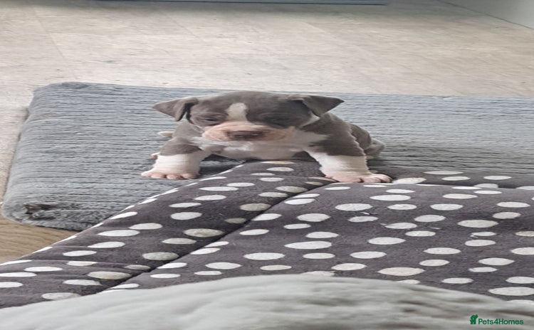 Dorset Olde Tyme Bulldogge dogs - Advert 1