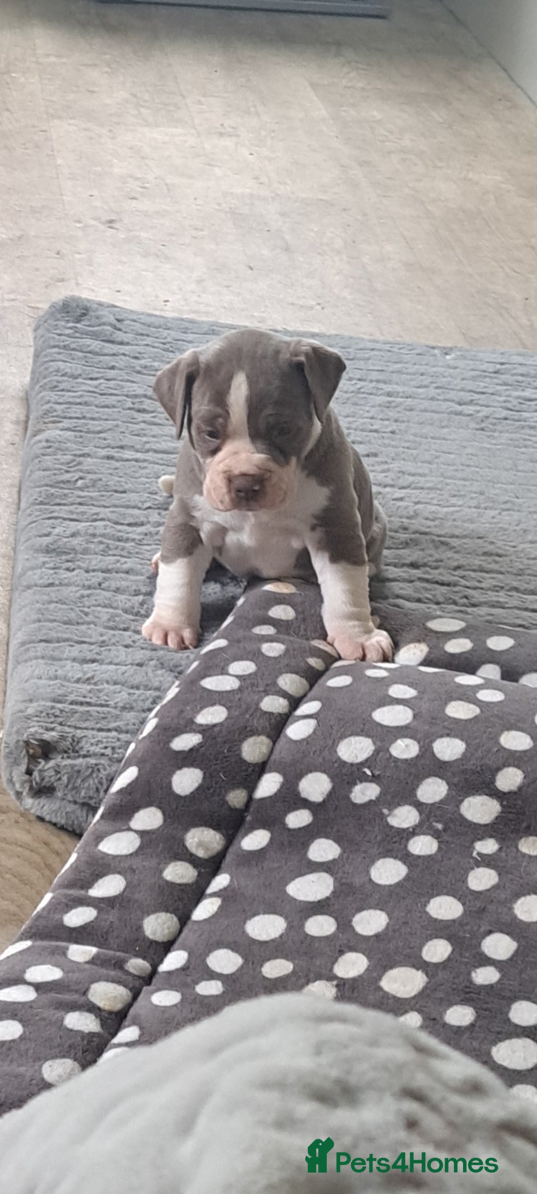 Dorset Olde Tyme Bulldogge dogs for sale: Olde tyme English bulldogs - Image 1