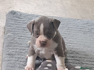 Dorset Olde Tyme Bulldogge dogs - Advert 4