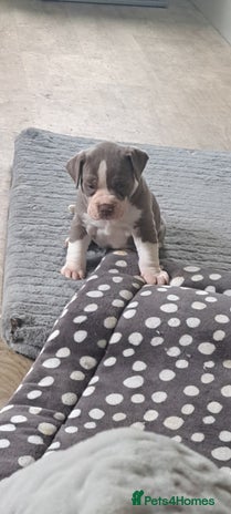 Dorset Olde Tyme Bulldogge dogs - Advert 2