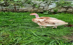 Chickens poultry for sale: Transylvanian Naked Neck Chicks - Image 7
