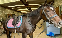 English Thoroughbred horses for sale: Lovely well put together 15.3 4yo Mare - Image 5