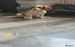 Cavalier King Charles Spaniel dogs for sale: Ready now Kennel club dna  clear cavalier puppies  - Image 36