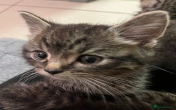 Mixed Breed cats for sale: Adorable mixed breed kittens  - Advert 25