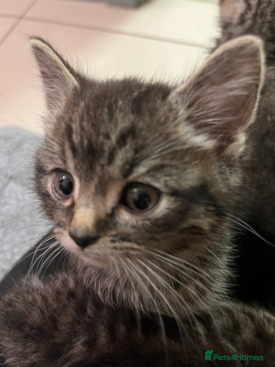 Mixed Breed cats for sale: Adorable mixed breed kittens  - Advert 25