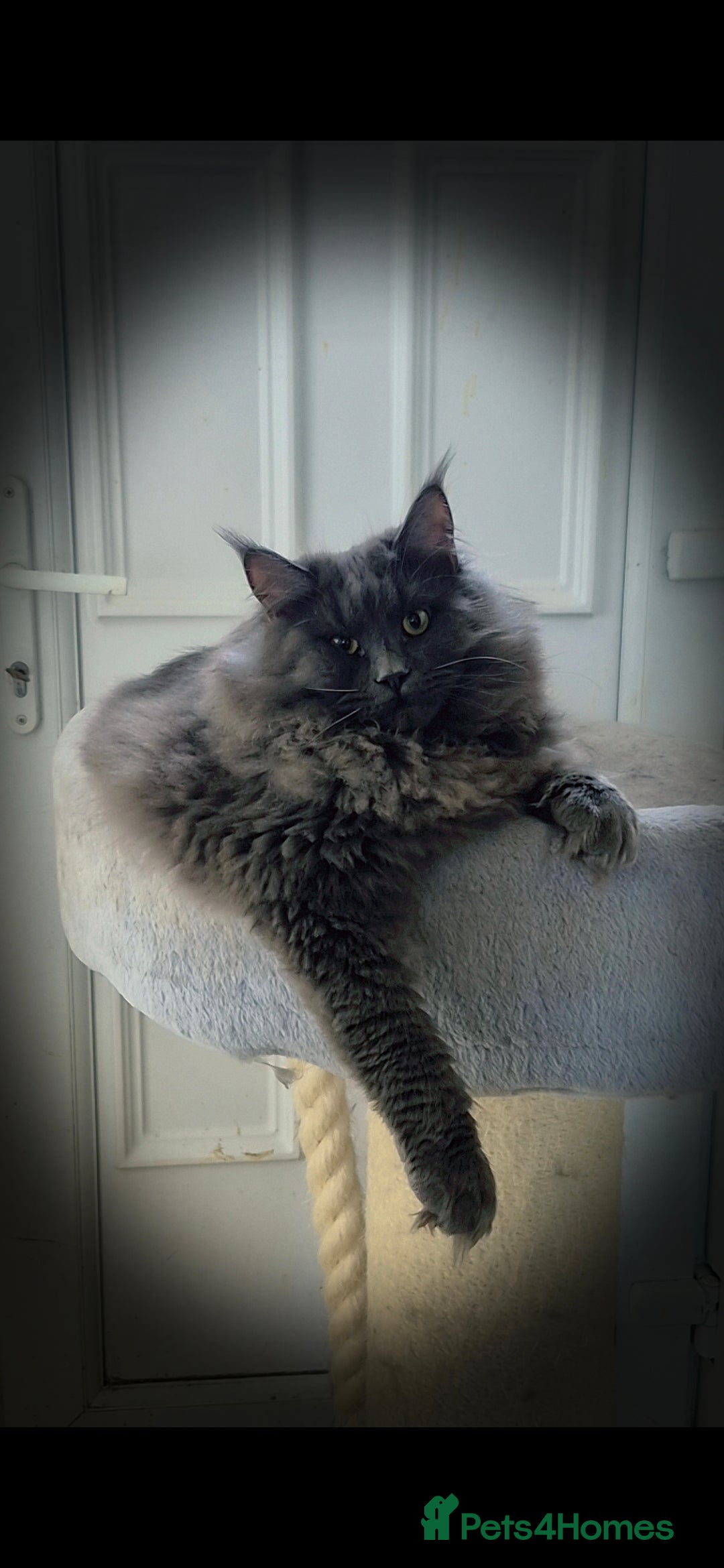 Maine Coon cats for sale: Maine coon kittens  - Advert 9