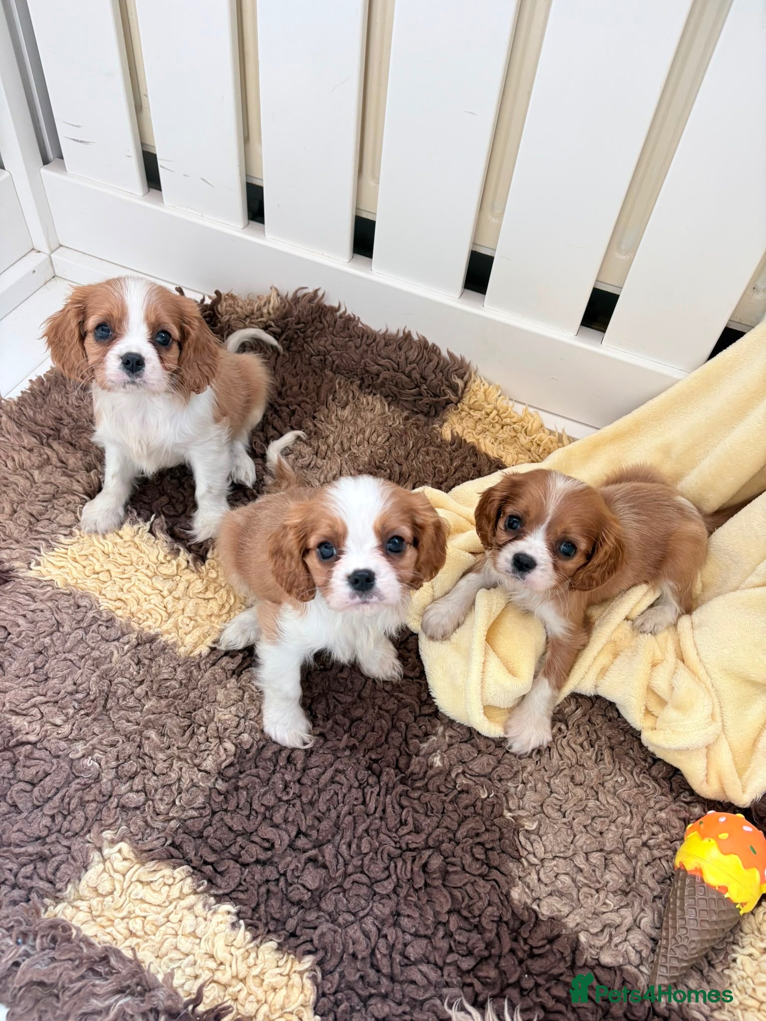 Cavalier King Charles Spaniel dogs Stunning litter cavalier King Charles  - Advert 3