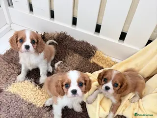 Cavalier King Charles Spaniel dogs Stunning litter cavalier King Charles - Advert 3