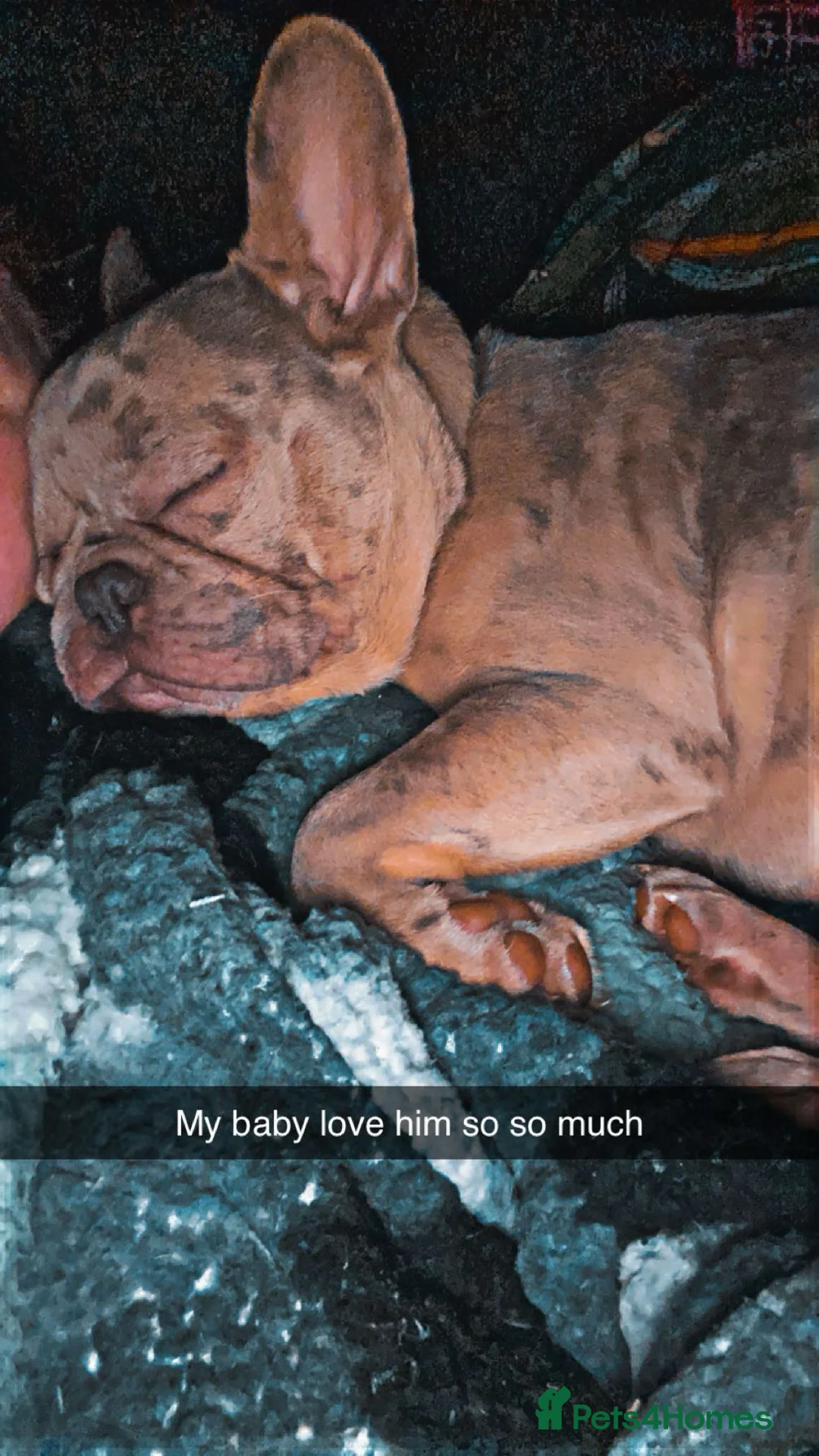 French Bulldog dogs for sale: Male merl French bulldog  in Plymouth - Advert 2