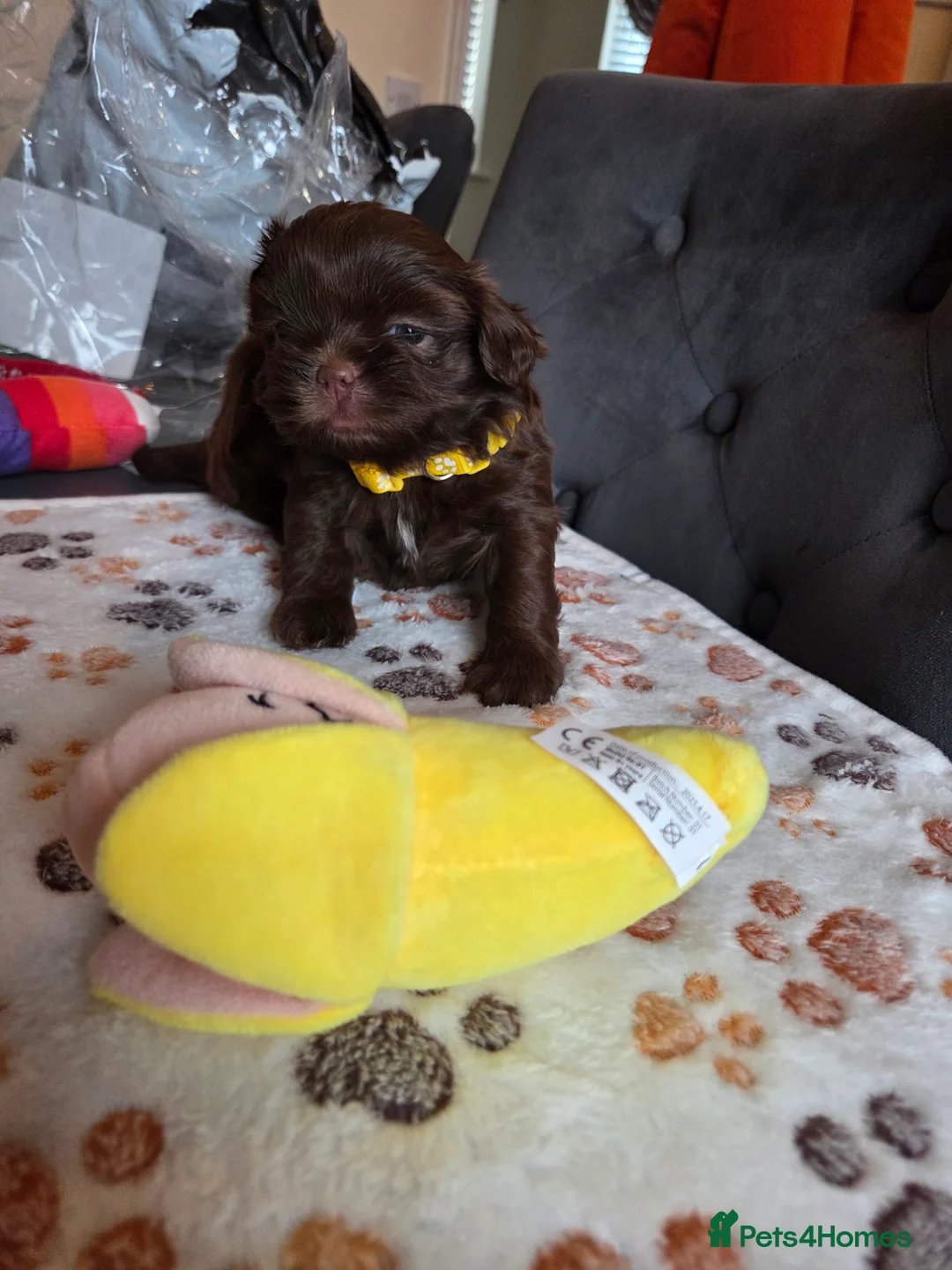 Shih Tzu dogs for stud: Shih Tzu For Stud - Advert 3