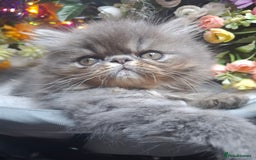 Persian cats for sale: Two beautiful boy kittens  - Image 11