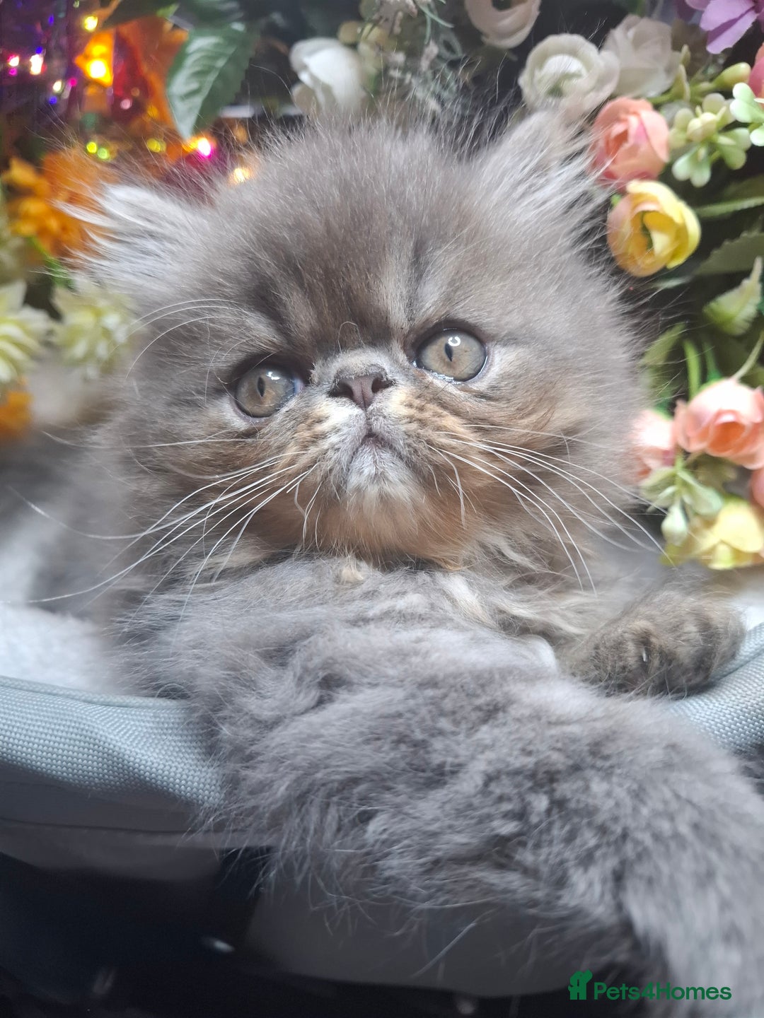 Persian cats for sale: Two beautiful boy kittens  - Image 11