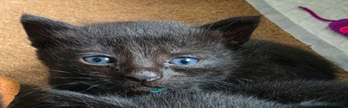 Domestic Shorthair Kitten 1