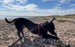 Mixed Breed dogs for sale: Jack Russell X Mixed Breed ‘Jet’ - Image 3